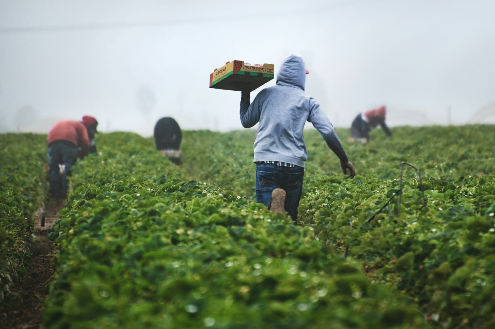 Farmers harvesting tea leaves in a green field